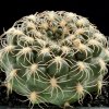 Gymnocalycium_sp_novae